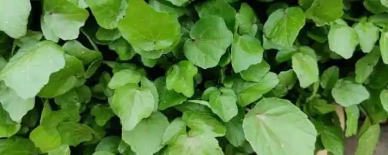 豆瓣菜是什么菜，是多年生水生草本植物