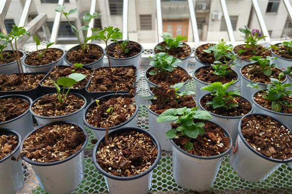 花毛茛的播种方法，播种前需要浸种