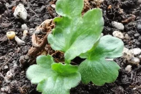 花毛茛的播种方法，播种前需要浸种