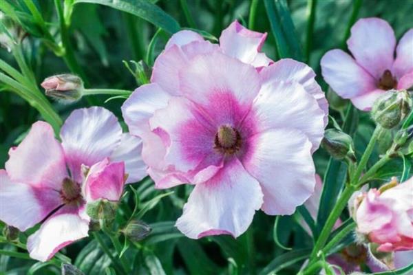 花毛茛的播种方法，播种前需要浸种