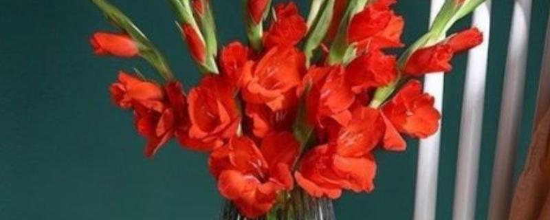 红色剑兰的花语，寓意福禄喜庆