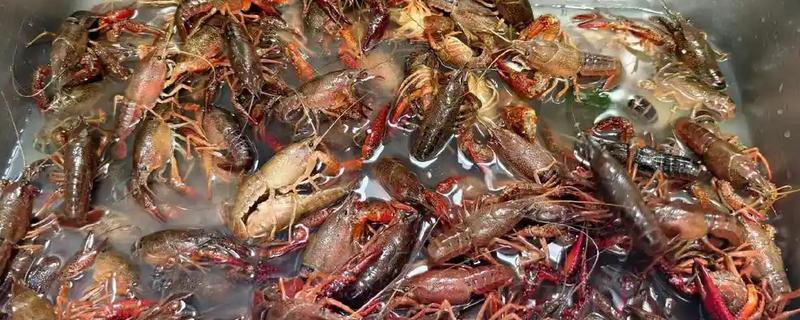 软壳龙虾的优点，可食部分提高到90％以上