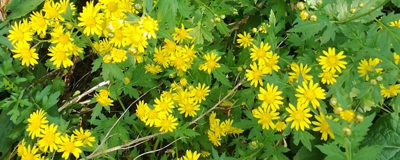 黄菊花的简介，属于菊科多年生宿根草本植物
