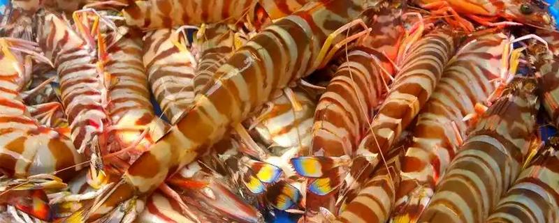 九节虾能淡水养殖吗，能淡水养殖