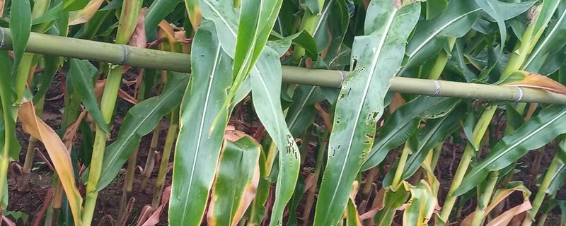 玉米叶片发黄怎么办，单一施肥需追施氮磷钾复合肥