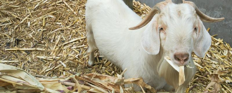羊可以吃麦秸秆吗，羊吃麦秸秆
