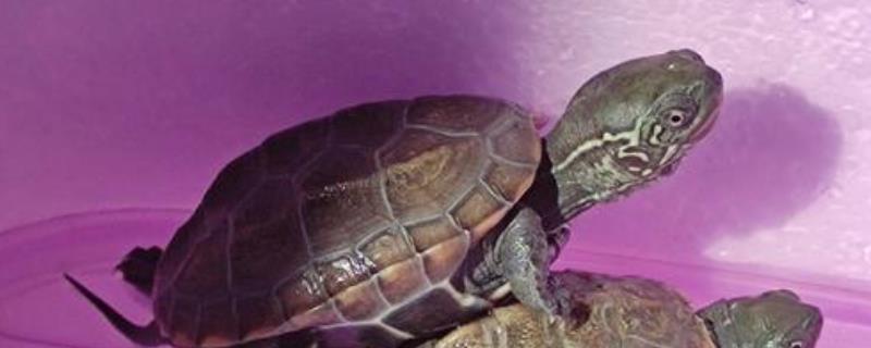 草龟可以长多大，平均体长为15-28厘米