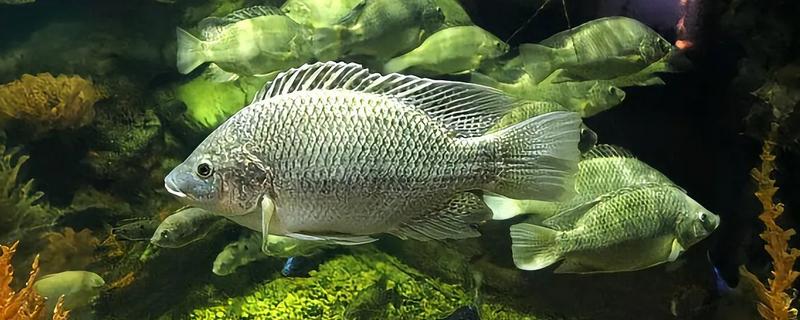 罗非鱼有什么品种，红罗非鱼、尼罗罗非鱼、奥尼罗非鱼都很常见