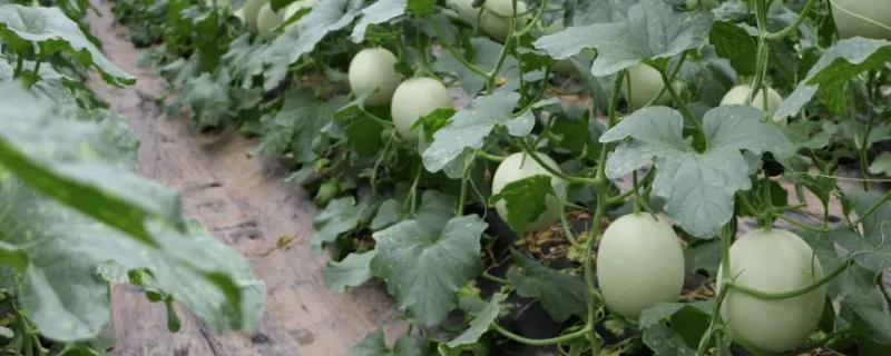 8月份能种哈密瓜吗，通常可以种植