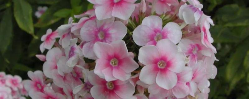 福禄考的播种时间，3-4月份适合播种