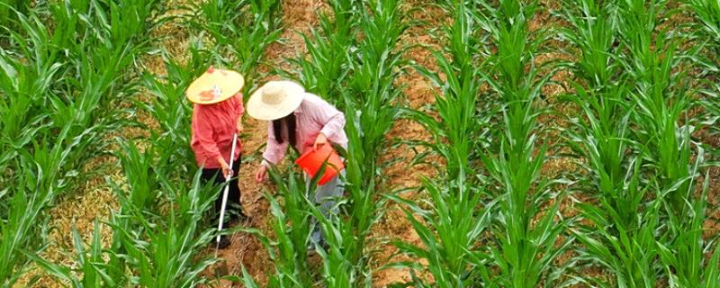 玉米怎么施肥，植株有6-7片叶时亩施10公斤尿素