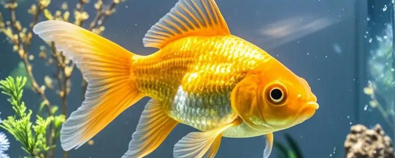 金鱼会不会孤独而死，单养或群养对生存几乎没有影响