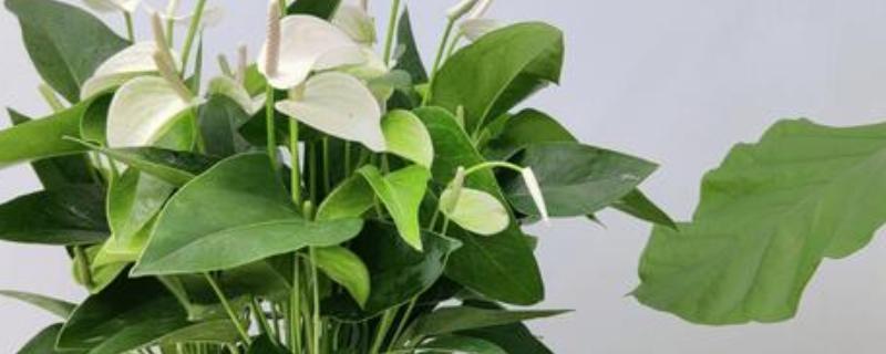 一帆风顺的养护方法，生长期每隔2-3天浇一次水