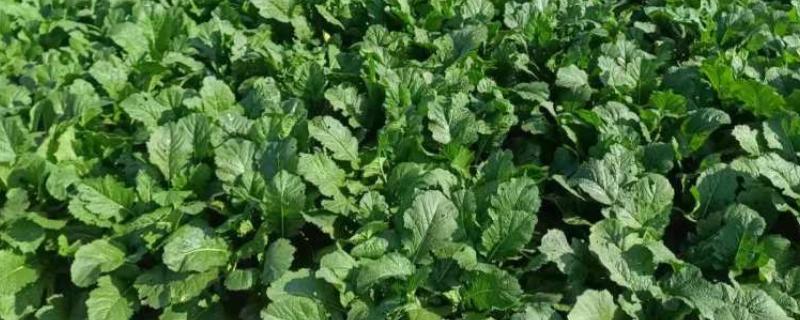 怎么种四季芥菜，种子要在高锰酸钾溶液中消毒