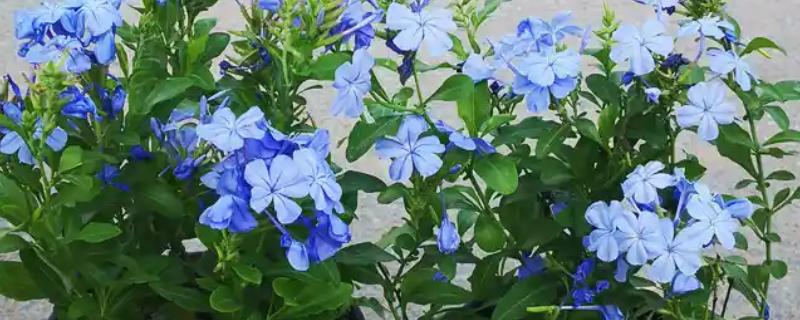 蓝雪花不开花的原因，可能是浇水不足所致