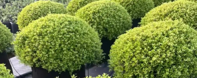 冬青有没有毒，冬青通常没有毒