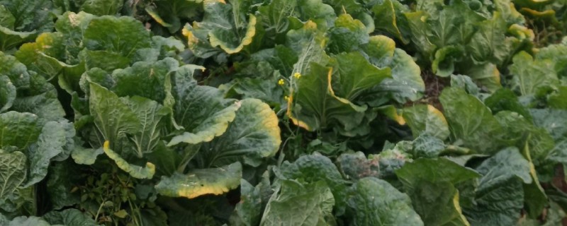 白菜产于哪里，原产于华北地区