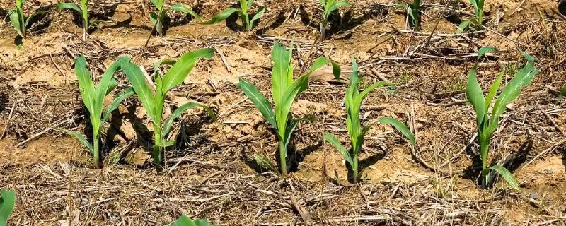 一根玉米的重量是多少，大概是200-350克