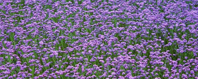 马鞭草的种植方法，播种时间为4月下旬至5月上旬