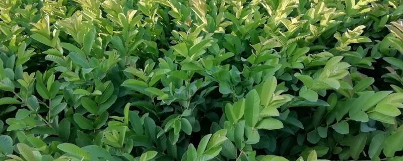 四季石榴的栽培技术，一年四季均可栽植