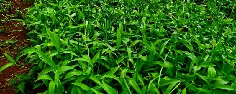 半夏的寓意，寓意浪漫清新、敢爱敢恨等