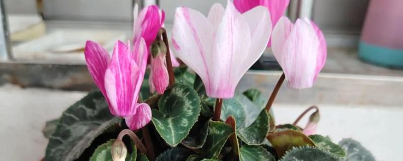 卧室适合放哪些花卉，仙客来、鸢尾花等品种均可选择