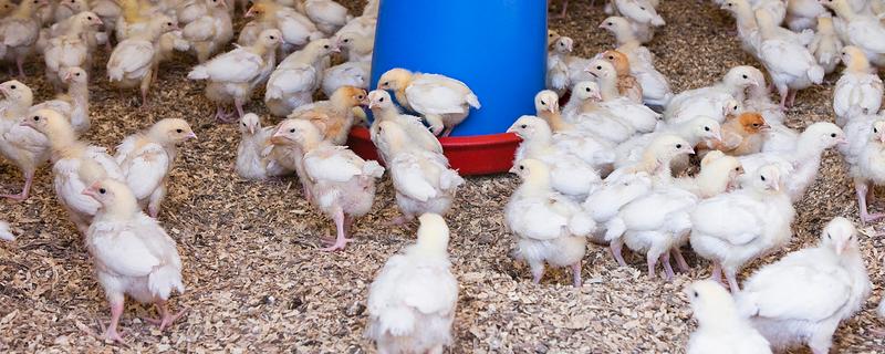 怎么散养鸡，公鸡和母鸡需分群饲养