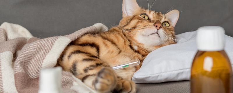 猫拉稀带血的原因，可能得猫瘟了