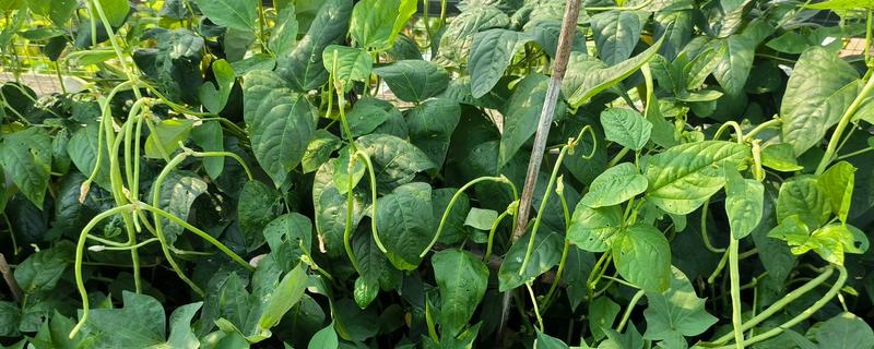 菜豆有什么品种，以下6种皆为优良品种