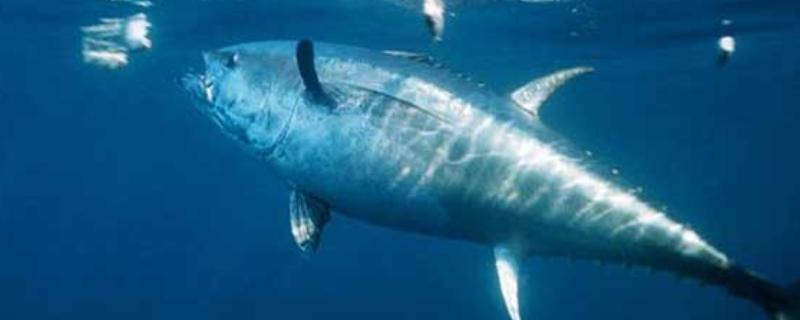 金枪鱼和三文鱼的区别，品种、外形、产地都不同