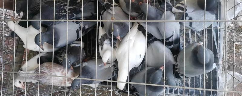 幼鸽区分公母的方法，公鸟体型大头顶宽阔、母鸟身体紧凑头部细长