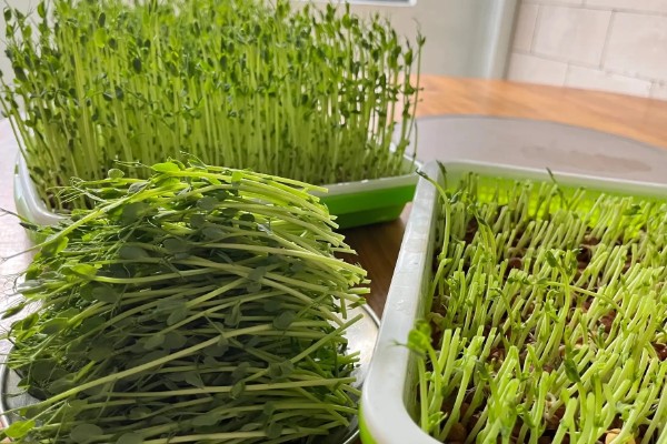 芽苗菜的种植方法，选种后要对种子进行浸泡