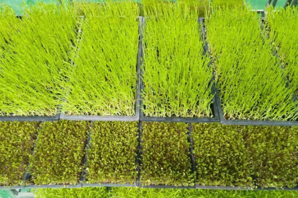 芽苗菜的种植方法，选种后要对种子进行浸泡