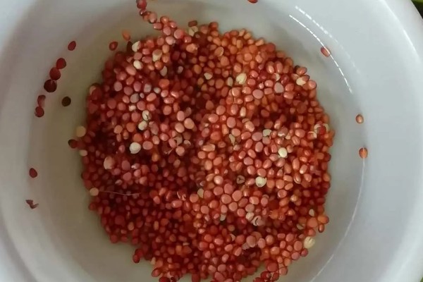 芽苗菜的种植方法，选种后要对种子进行浸泡