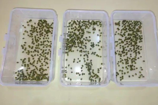 芽苗菜的种植方法，选种后要对种子进行浸泡
