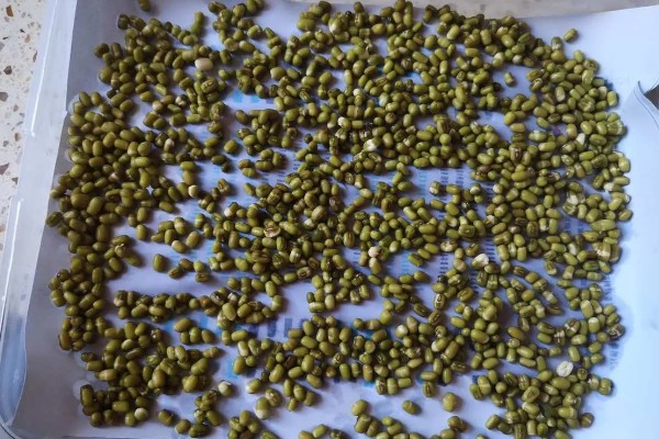 芽苗菜的种植方法，选种后要对种子进行浸泡