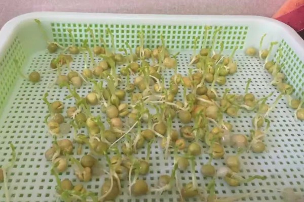 芽苗菜的种植方法，选种后要对种子进行浸泡