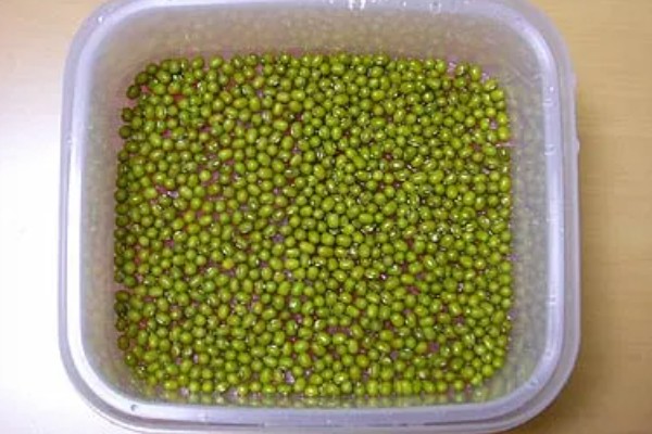 芽苗菜的种植方法，选种后要对种子进行浸泡
