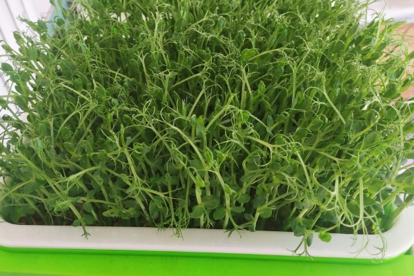芽苗菜的种植方法，选种后要对种子进行浸泡