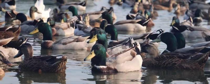 野鸭一次生多少个蛋，每窝产蛋量为10枚左右