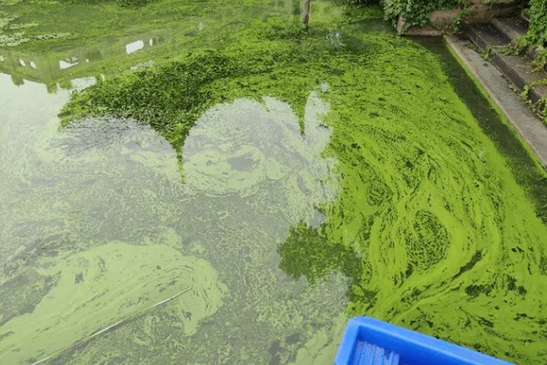 总磷超标的危害，会加速水体的富营养化