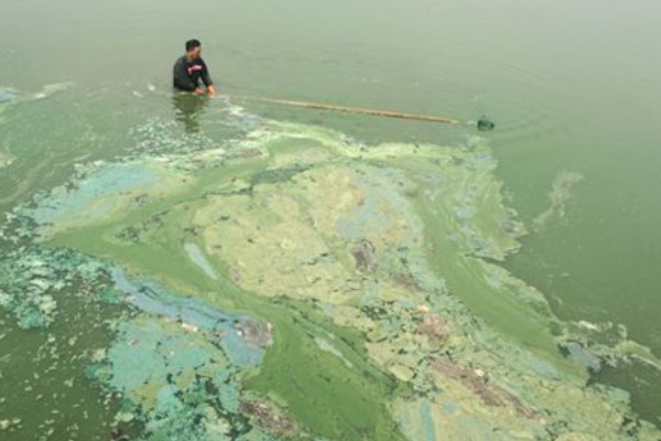 总磷超标的危害，会加速水体的富营养化