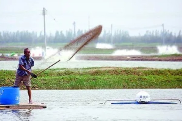 总磷超标的危害，会加速水体的富营养化