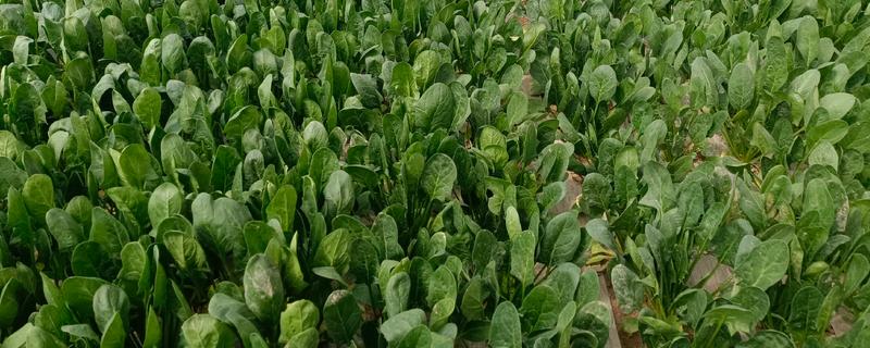 菠菜怎么施肥，冬菠菜长出2-3片真叶时可追施人粪尿