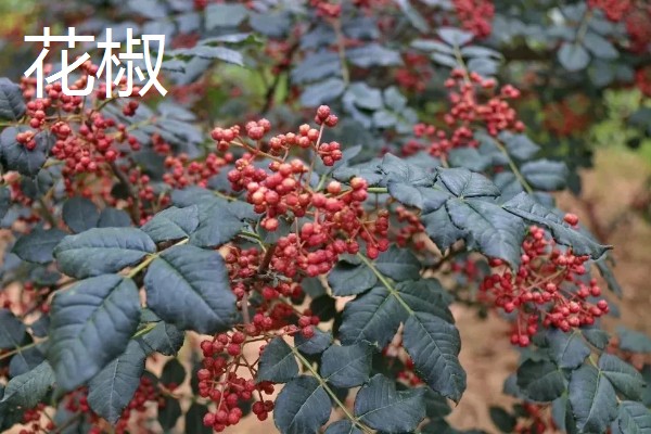 有哪些农业种植好项目,推荐金珠果、花椒等