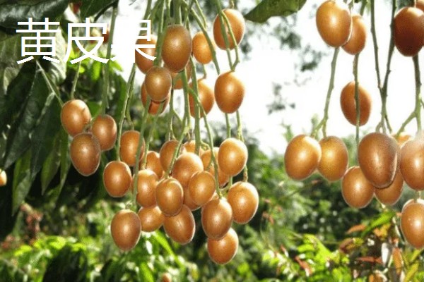 有哪些农业种植好项目,推荐金珠果、花椒等