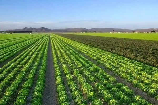 有哪些农业种植好项目,推荐金珠果、花椒等
