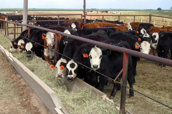 有哪些农业种植好项目,推荐金珠果、花椒等