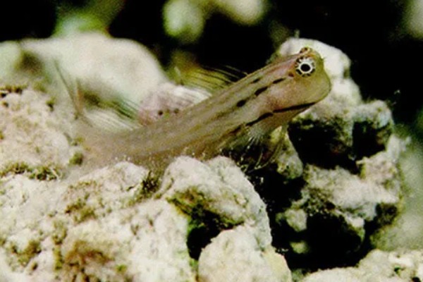 德氏三鳍鳚好不好养，饲养难度较大