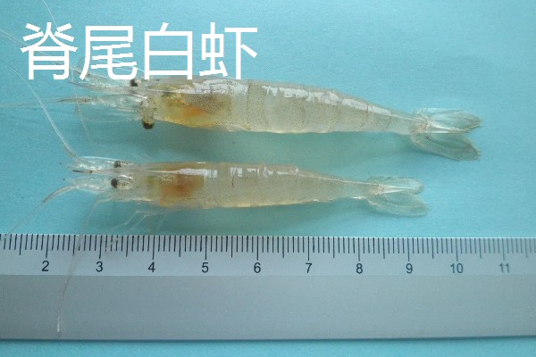 白虾苗的品种，常见的有脊尾白虾、秀丽白虾等